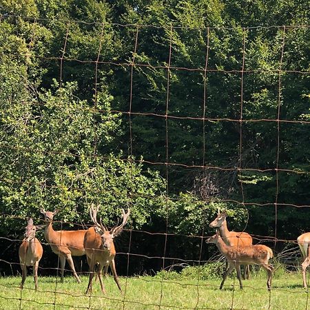 Farmhouse Lipoglav Loče pri Poljčanah Exteriör bild