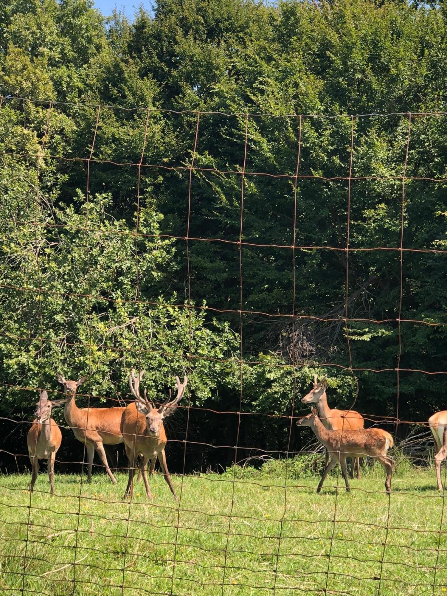 Farmhouse Lipoglav Loče pri Poljčanah Exteriör bild