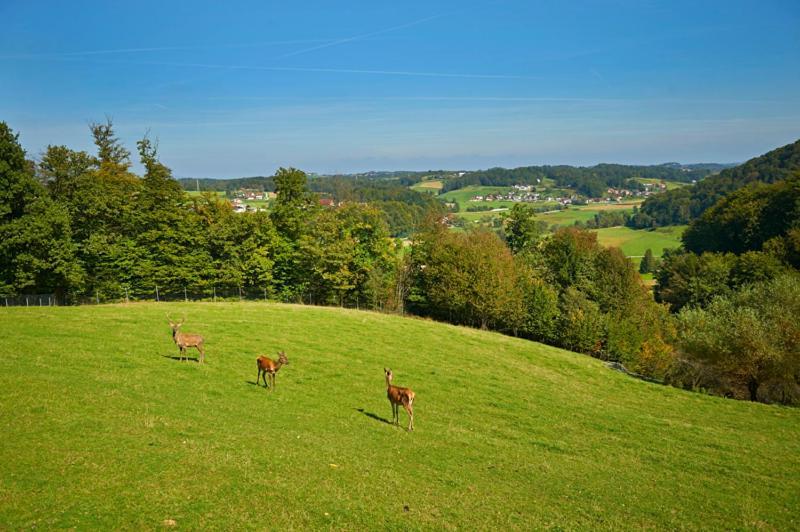 Farmhouse Lipoglav Loče pri Poljčanah Exteriör bild